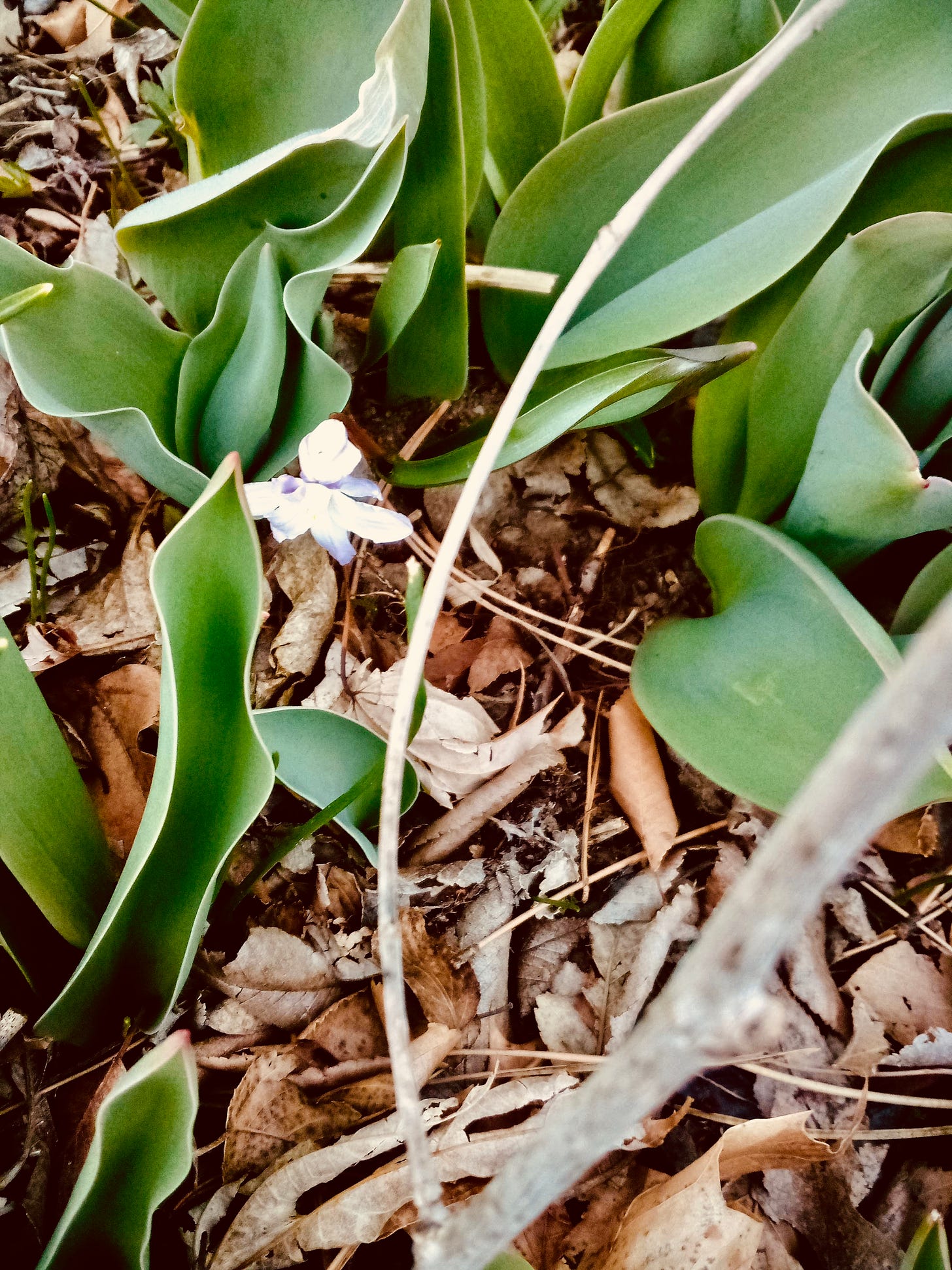 tiny spring blossom