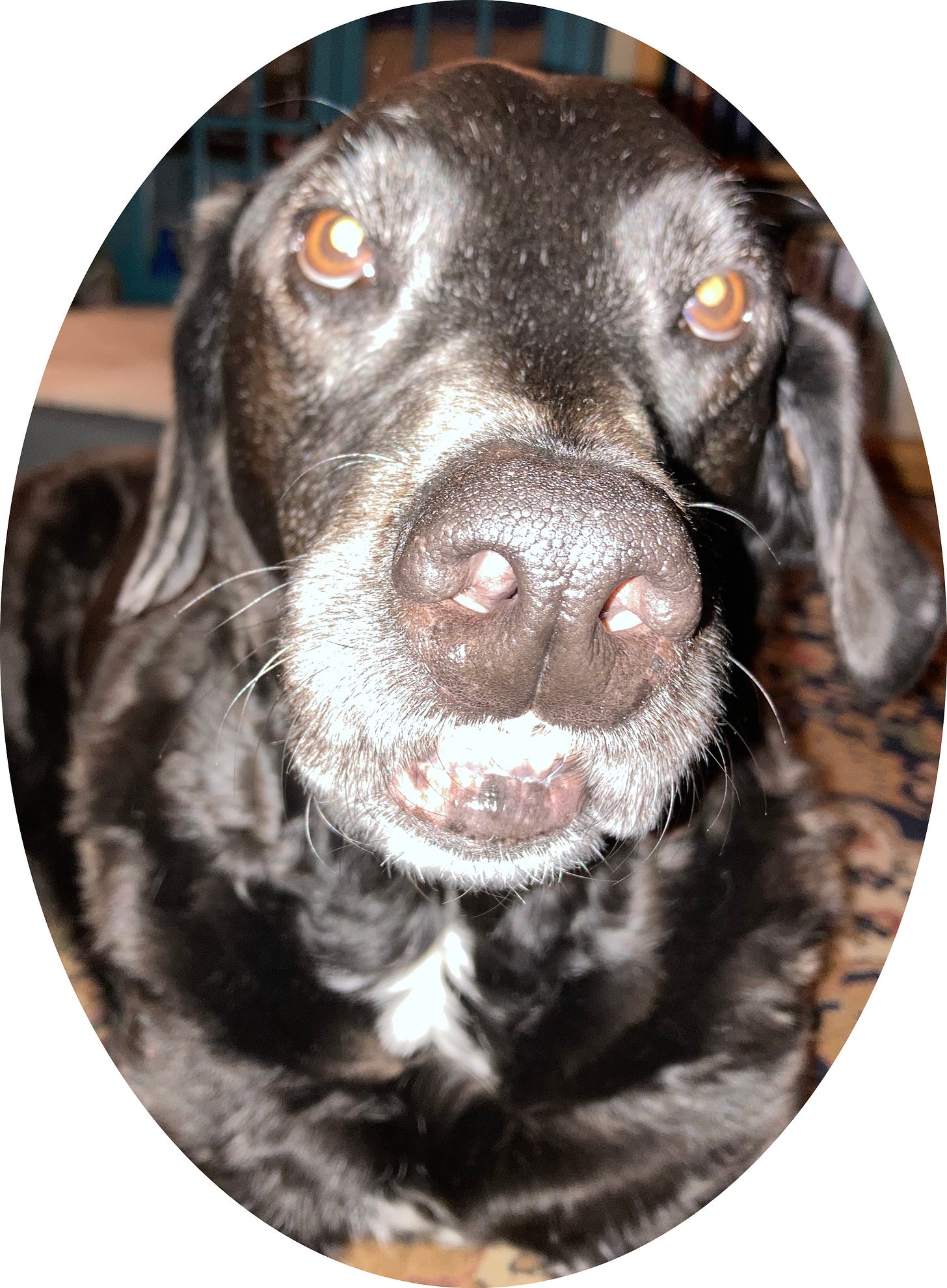 Ande, the black lab, still poses looking directly at the camera but the flash and her nibble teeth do not do her justice.