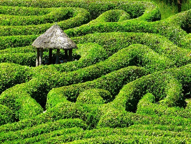 maze at glendurgan gardens