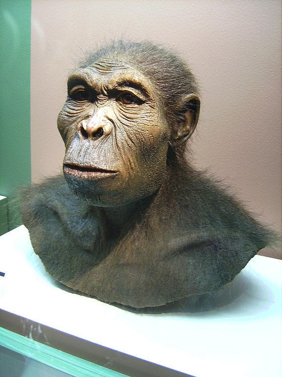 File:Homo habilis.JPG - Wikimedia Commons