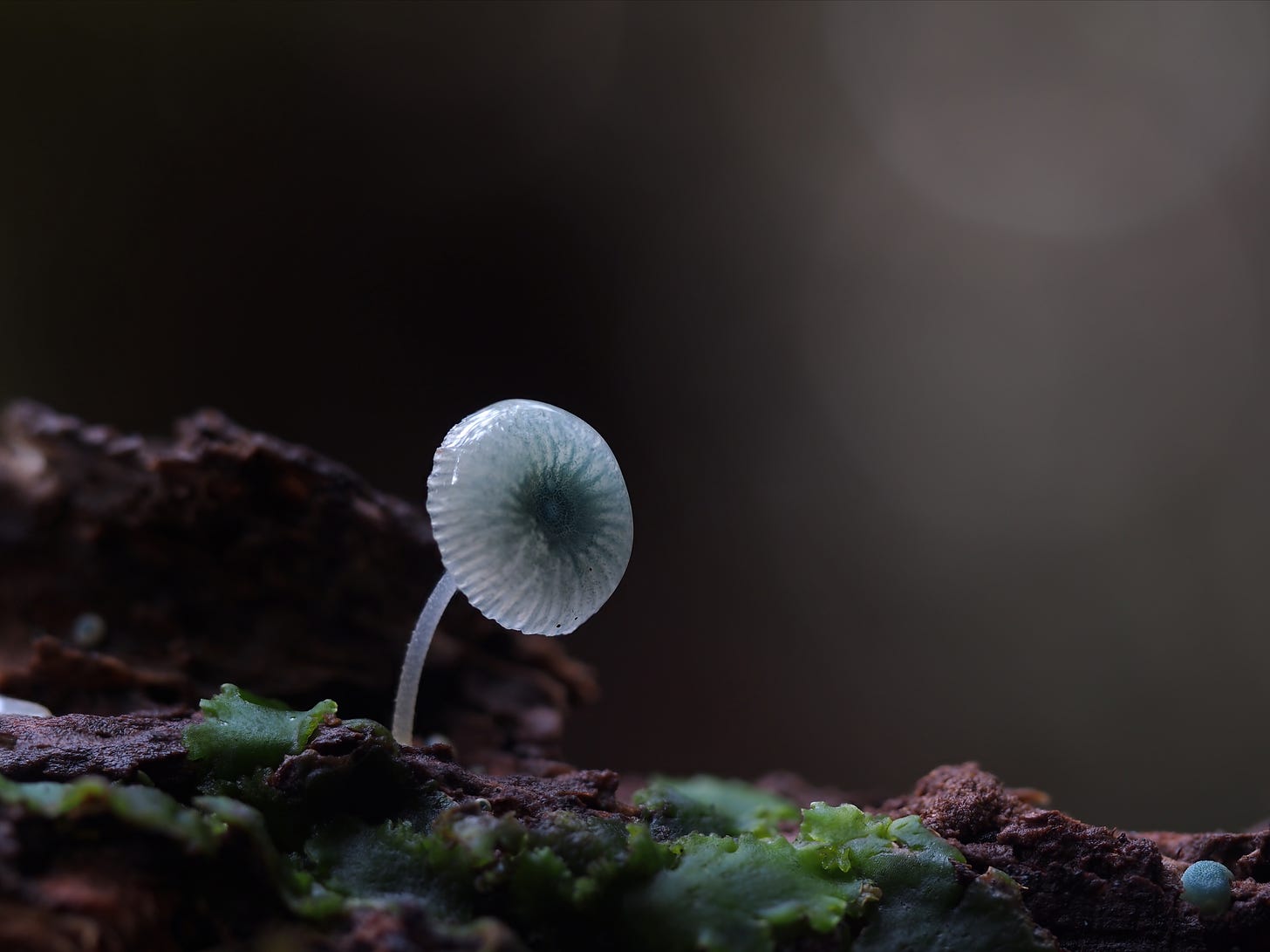 blue mushroom nz