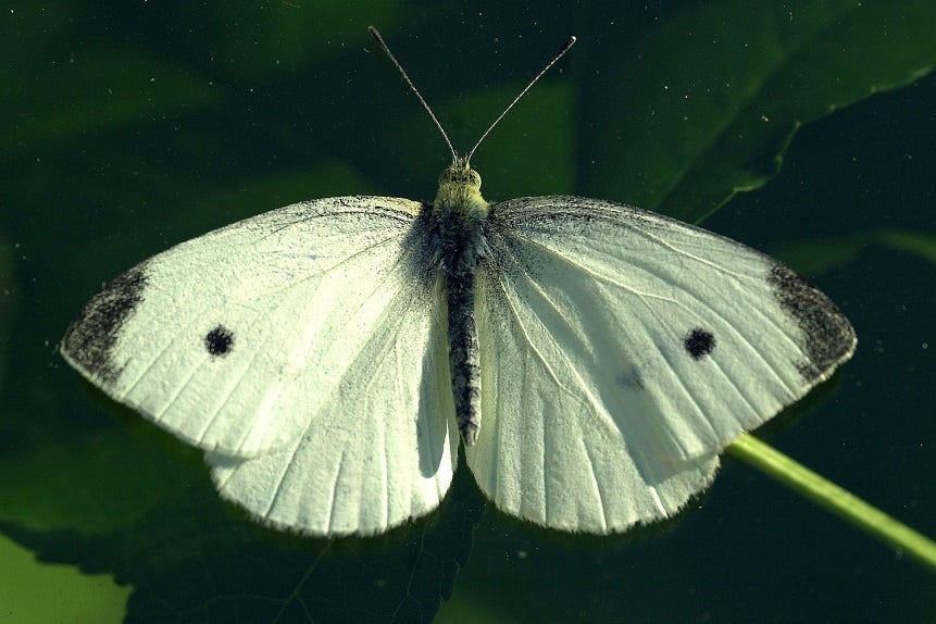 Cabbage White Butterfly: Identification, Facts, & Pictures