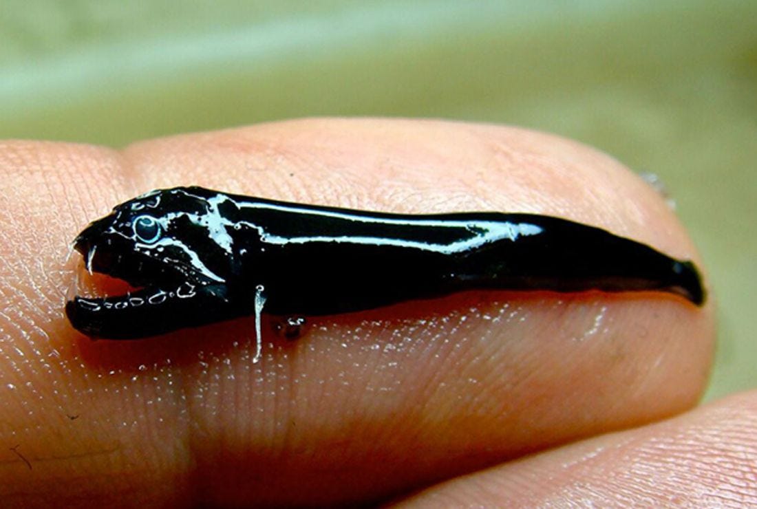 Creepy Little Fanged Fish Discovered in Australia | Mental Floss