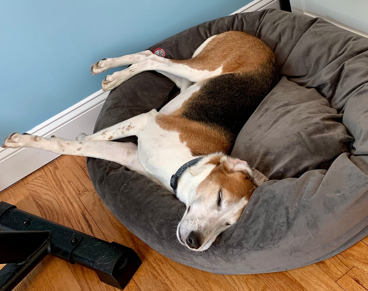 A white, black and brown American Foxhound stretches out on a gray dog bed. He's very relaxed. 