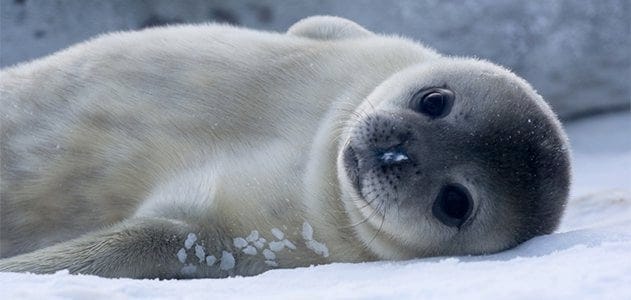 Baby Weddell Seals Have the Most Adult-Like Brains in the Animal Kingdom |  Science| Smithsonian Magazine