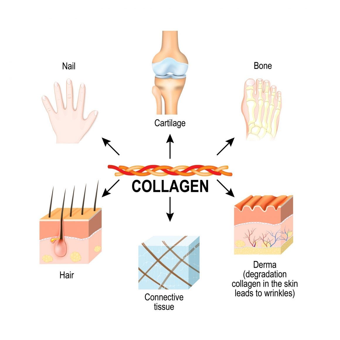A Closer Look at Collagen and Antiaging