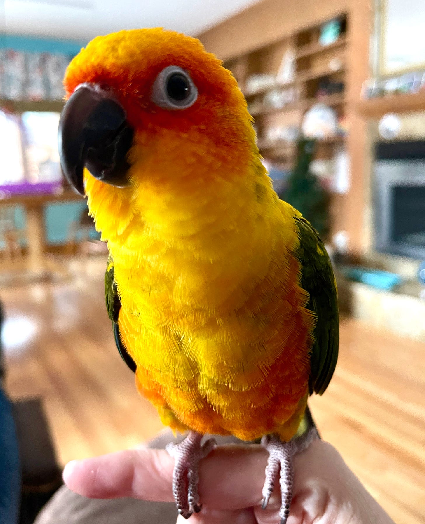 A yellow, orange, red and green sun conure perched on a person's finger