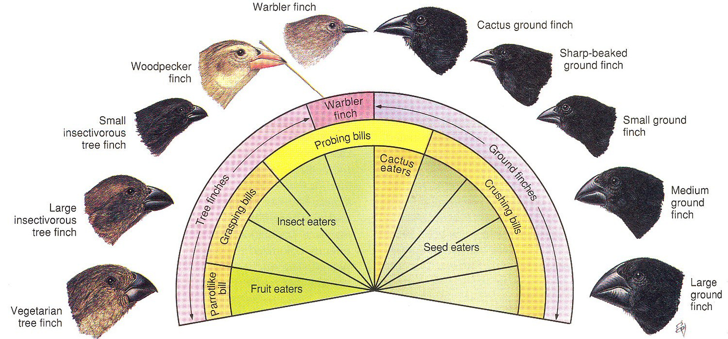 Adaptation in Darwins Finches