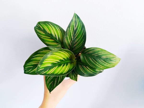 I found this gorgeous calathea beauty star hidden behind other prayer plants. I am hoping I won't kill it like I killed its cousin the calathea pinstripe last year.