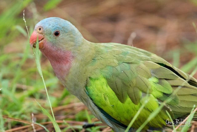 Princess Parrot - eBird