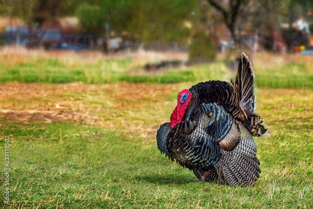 Domestic Tom turkey walking in the yard (green grass) Stock Photo | Adobe  Stock