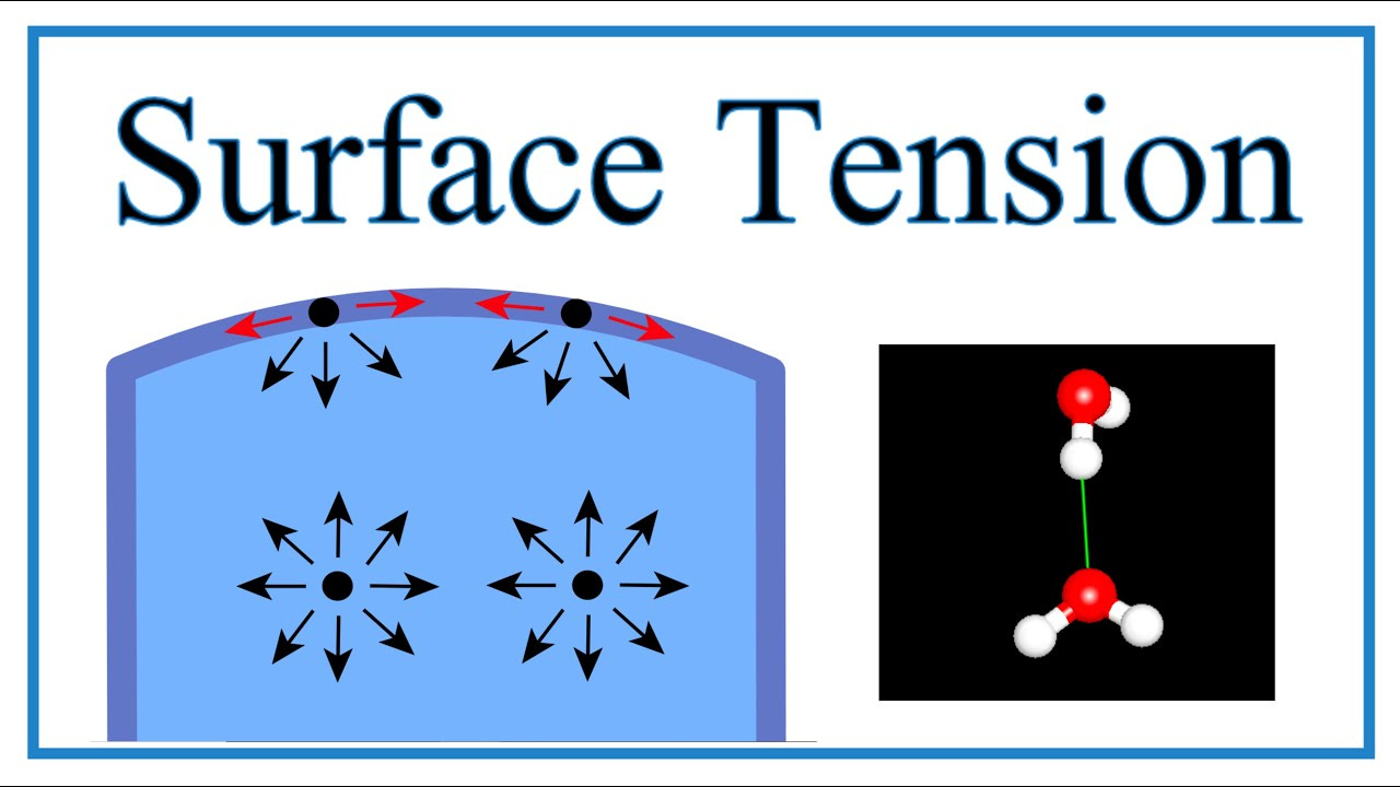 Surface Tension of Water Explained - YouTube