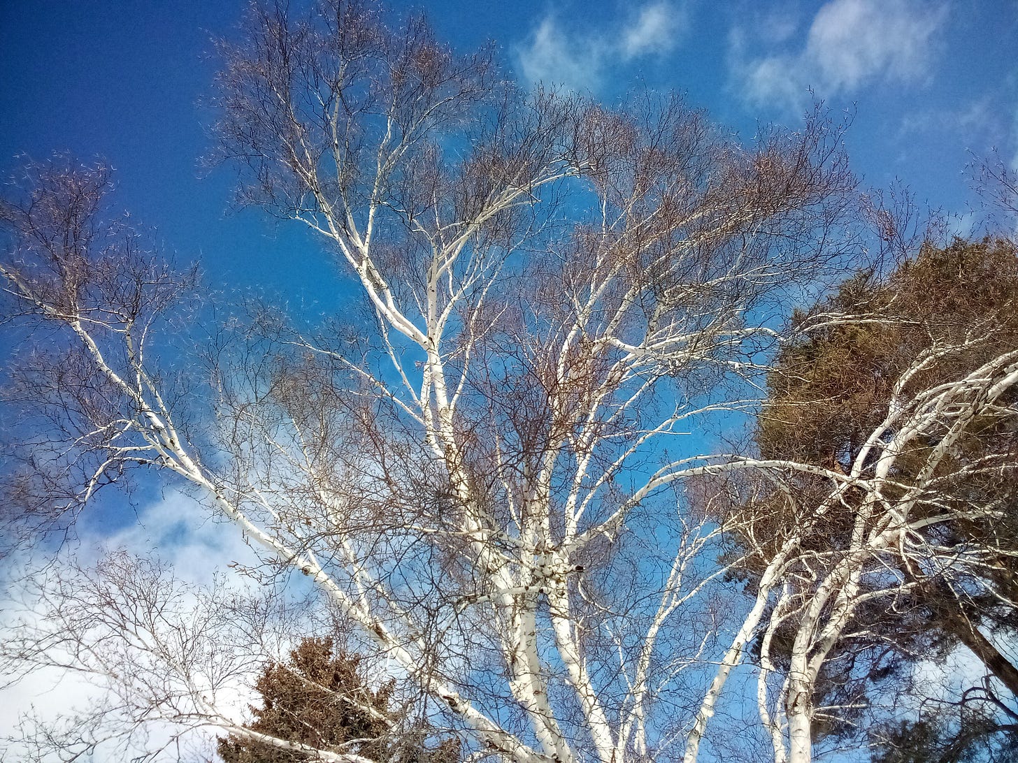 White birch in winter