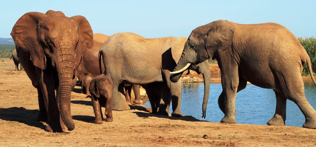 Elephants at Hapoor