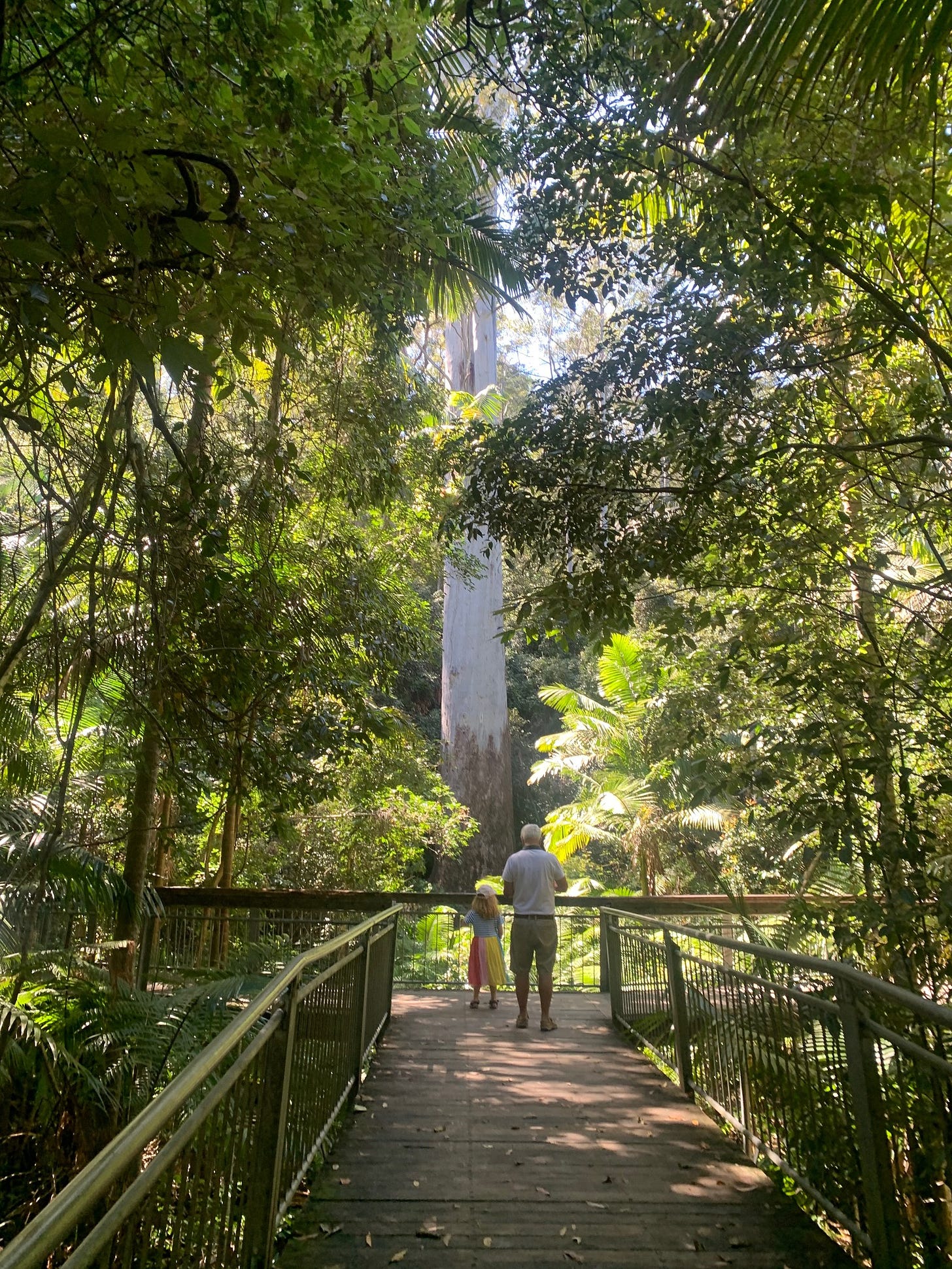 tallest tree in new south wales, behind two humans standing on a deck