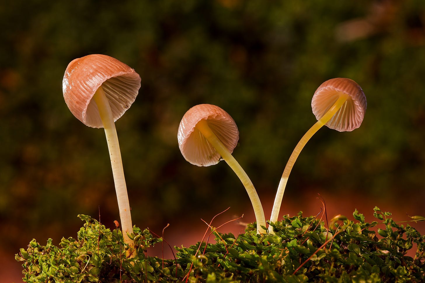 Image of three mushrooms