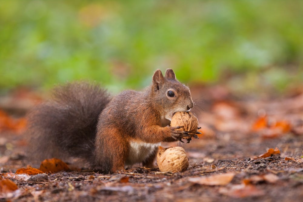 How Are Squirrels Able to Find the Nuts They Bury? – Kane County Connects