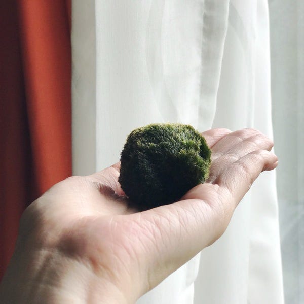 This little moss ball has been on my plant list for a while. I'm excited to welcome it to its new home and also figure out how the heck I'm going to design it! Care is really easy: put it in water. Replace water once a week. It can even grow in office light conditions!