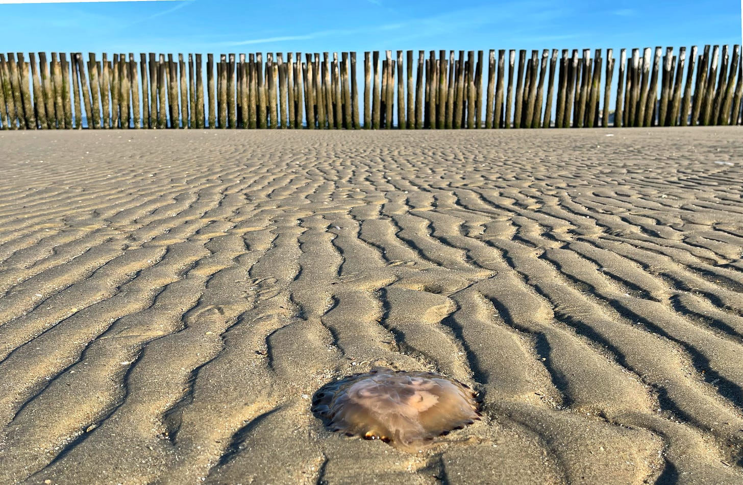 photo of jellyfish in Zeeland, the Netherlands, taken by Alexander Verbeek for ThePlanet.substack.com