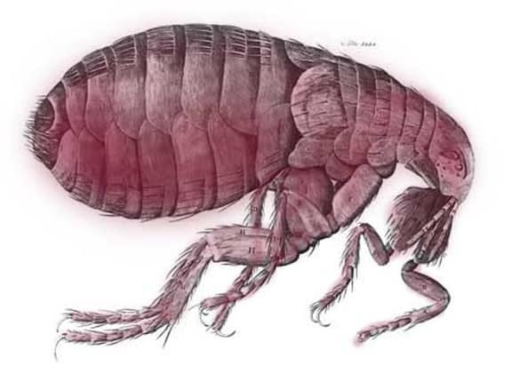 close-up of flea from Hooke's Micrographia