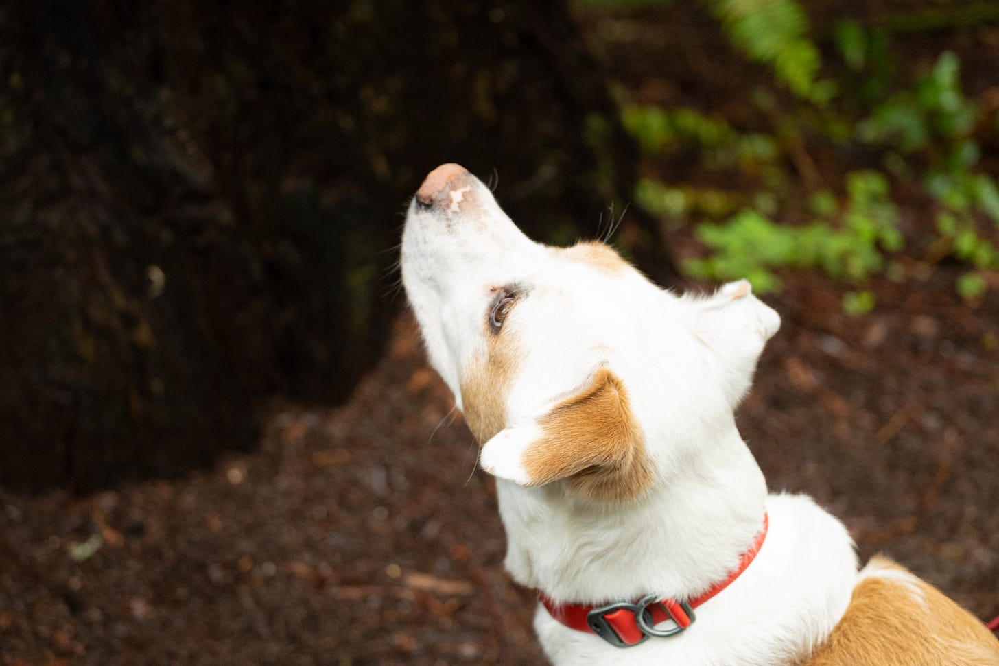 A tan and white dog wearing a red collar looks up at redwoods.