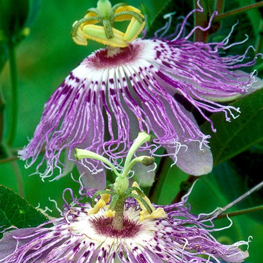 Passionflower | NCCIH