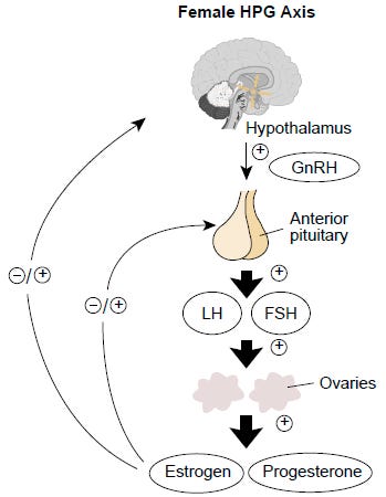 File:Hypothalamic–pituitary–gonadal axis in females.png - Wikipedia