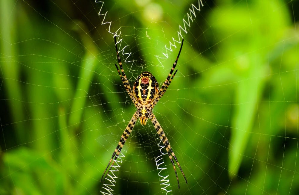 brown and black spider resting at the center of web