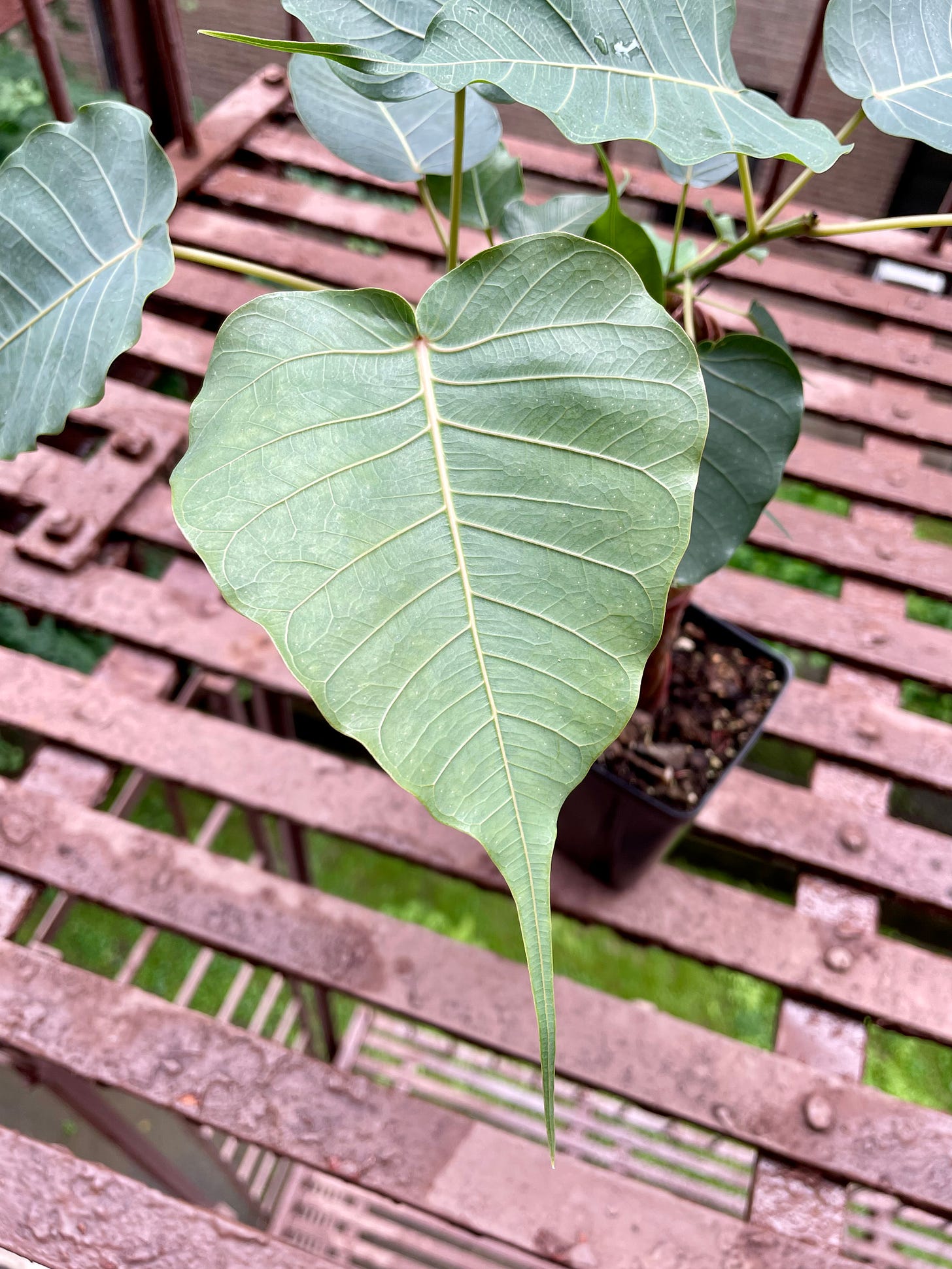 ID: Photo of the ficus's ridiculously cool heart shaped leaf.