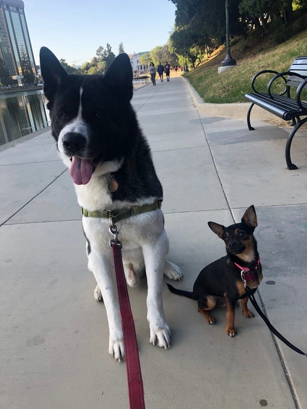 Here’s Ryu, who belongs to loyal reader Brittany, enjoying a walk around Lake Merritt with his good friend, Wade. Want your pet to appear in The Highlighter? hltr.co/pets