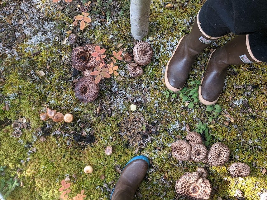 standing in xtratuf boots amongst hawk wink mushrooms last september