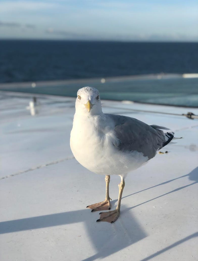 Bird on a boat.