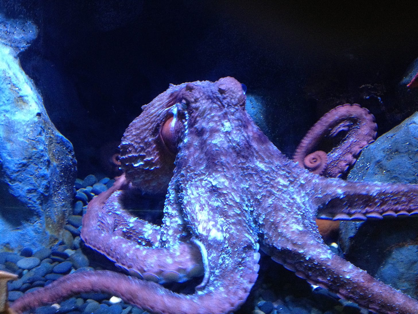 Purple Octopus at Rest – Karen Lowe