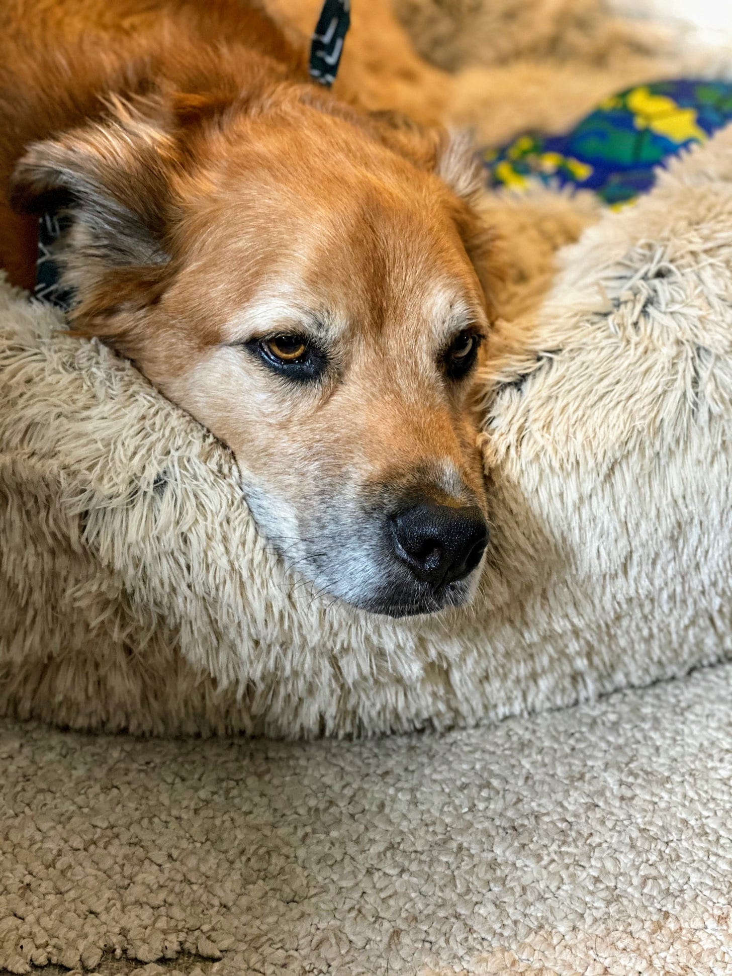 New dog bed for Forest! (Photo: Jennifer Roberts)