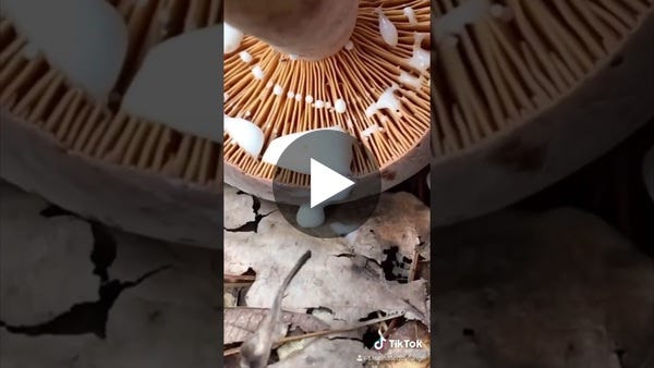 Are You Fascinated By Fungi? (Mushroom/Slime Mold Compilation) @MoonHooch