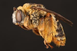 The female long-horned bee