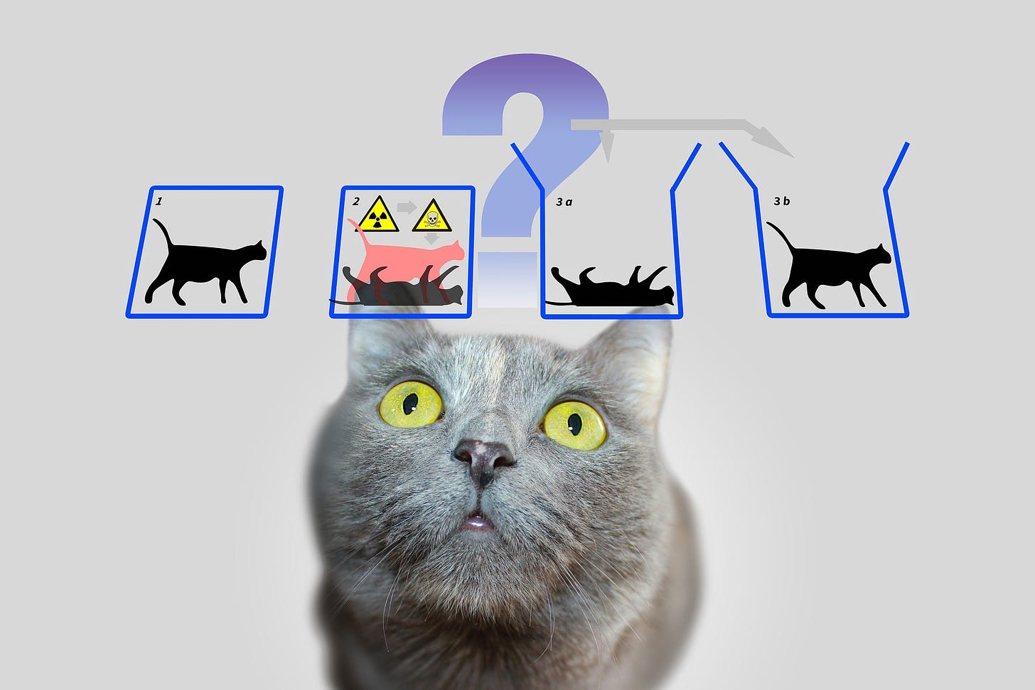 An image representing Schroedinger's Cat