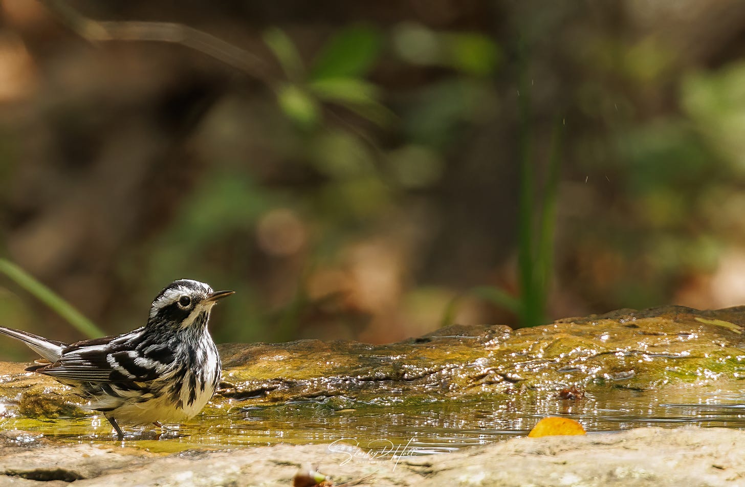 a single black and white warbler standing on rock with a puddle of water with a blurred background behind him