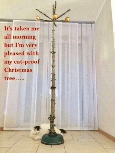 cat-proof-christmas-2021-12-18-09_01_photo
