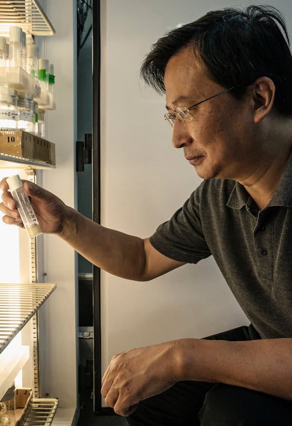 Rao Yi in his laboratory at Peking University, looking at samples of genetically modified fruit flies.
