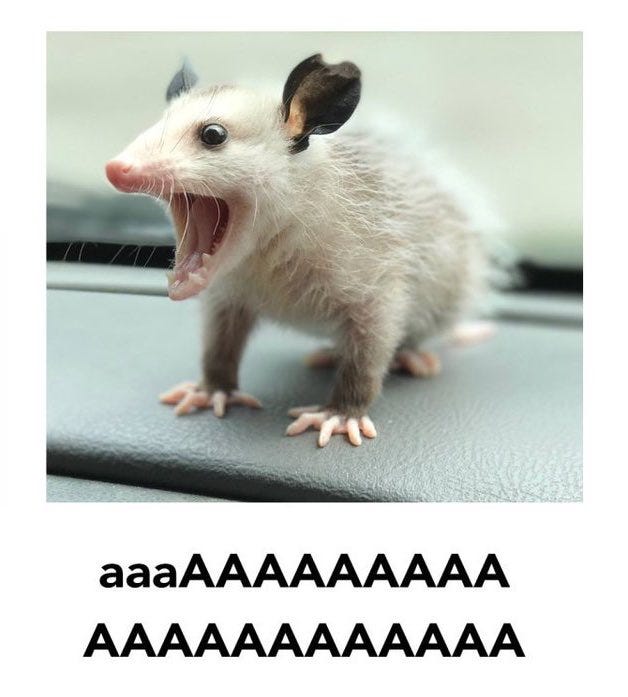 Spooky possum !! aaa !!! on Twitter: "Ten days away from ACNH… "