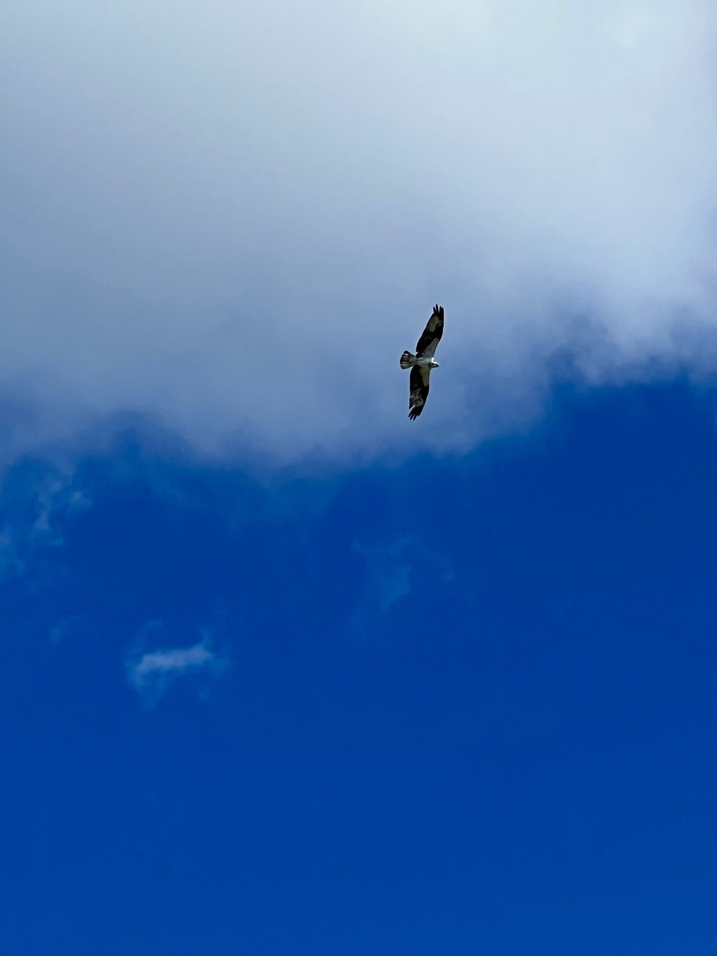 Photo of osprey in flight. The photo shows blue sky across the bottom, a white cloud behind the bird at the top.