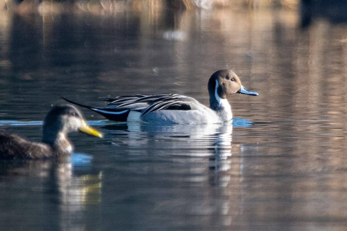 A male Northern pintail, with brown head, doll-like eyes, and a distinctive snakelike white neckline, swims to the right