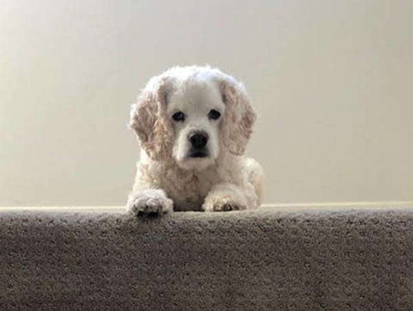 Bailey, who belongs to loyal readers Sonya and Jackson, likes to sit atop the staircase, marveling at all that’s beautiful down below. Want your pet to appear in The Highlighter? hltr.co/pets