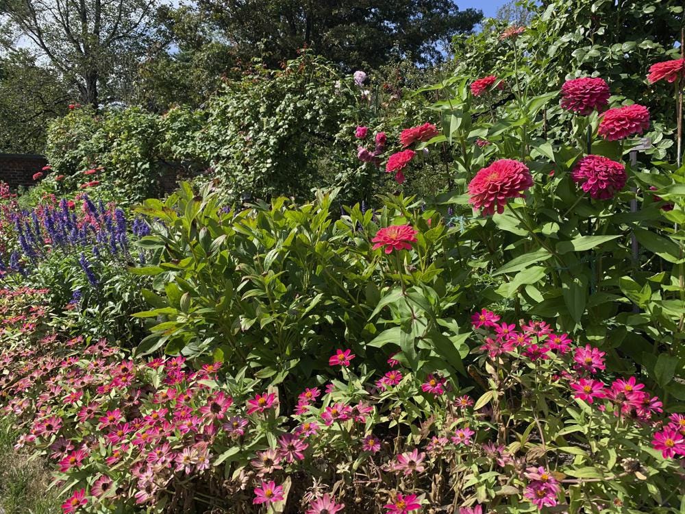 This Sept. 3, 2020, photo provided by Jessica Damiano shows a mixed garden border blooming in Old Westbury, NY. (Jessica Damiano via AP)