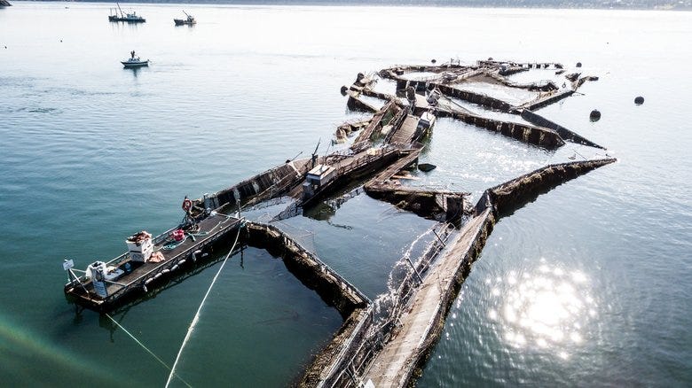 Atlantic salmon escaped his Cooke Aquaculture net pen off Cypress Island in 2017.(Beau Garreau / DAKO.5TUDiOS)