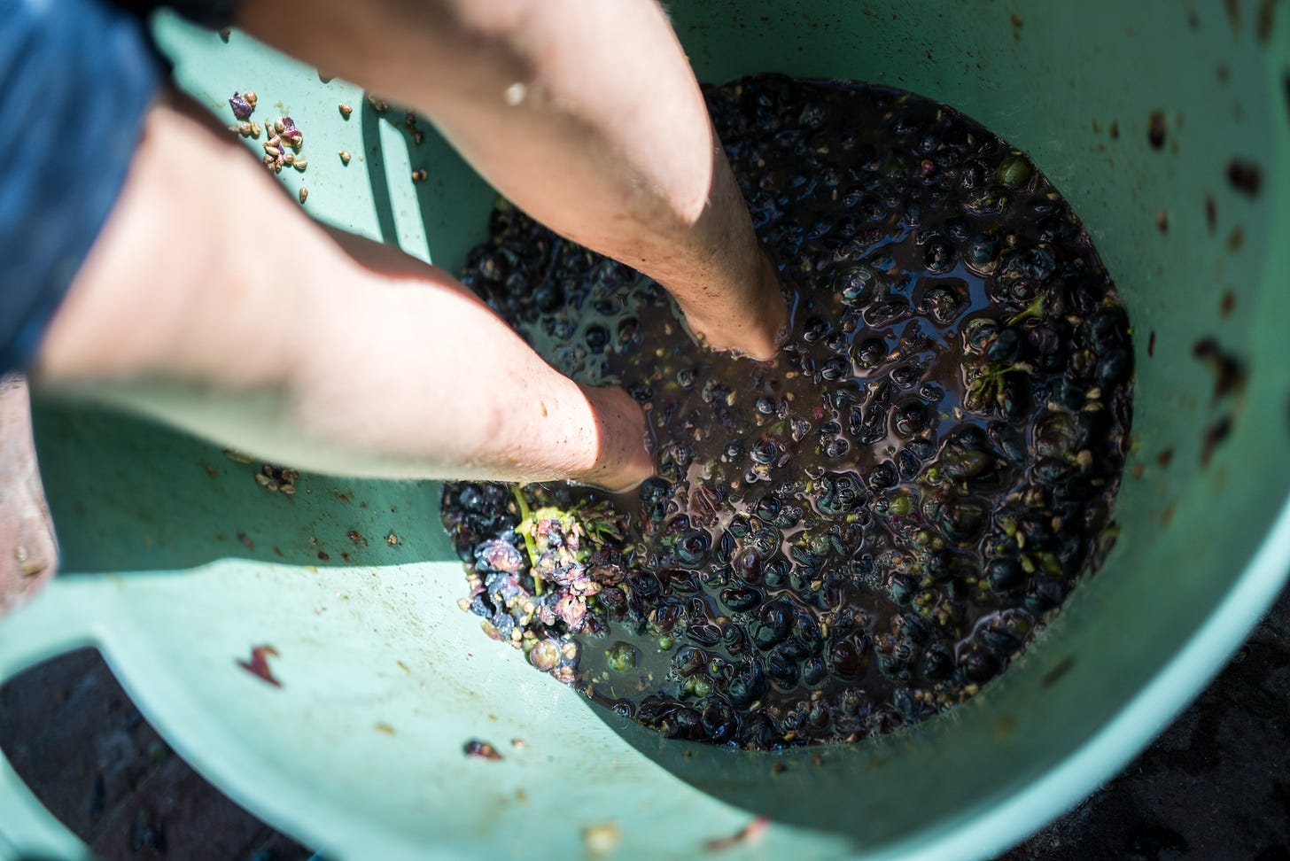 Homestead wine: our 2022 Zinfandel harvest | The Elliott Homestead (.com)