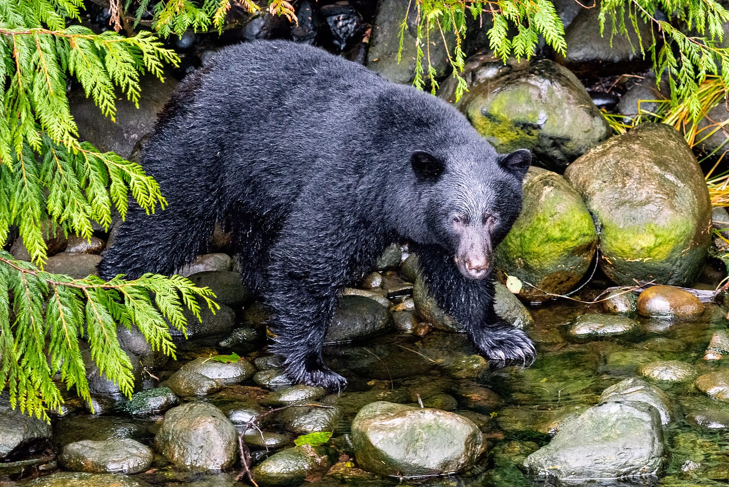 A black bear crosses a river in the forest.