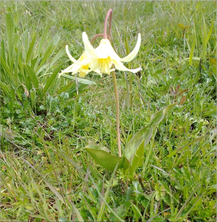 Oregon Fawn Lily