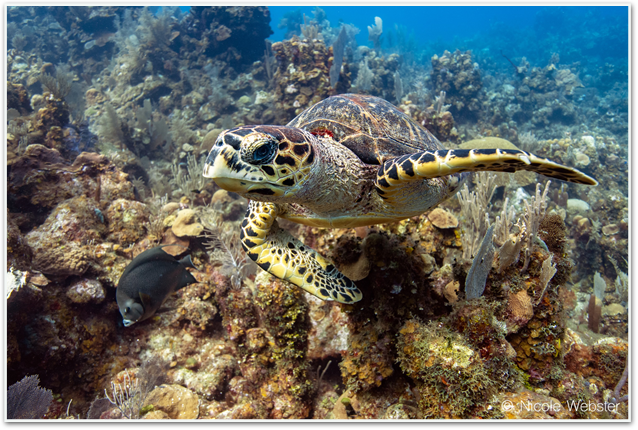 Turtle on coral reef